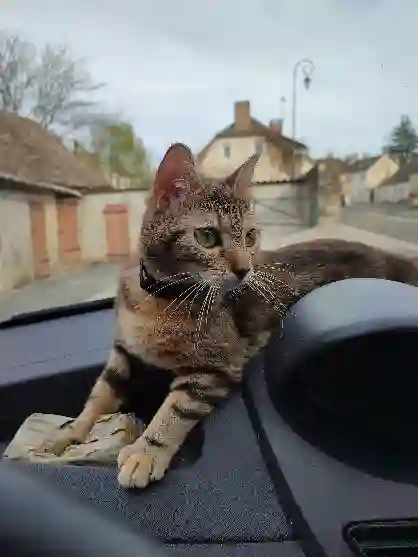 Chatte Trouvée 72 Sarthe Le Mans - Saccharine